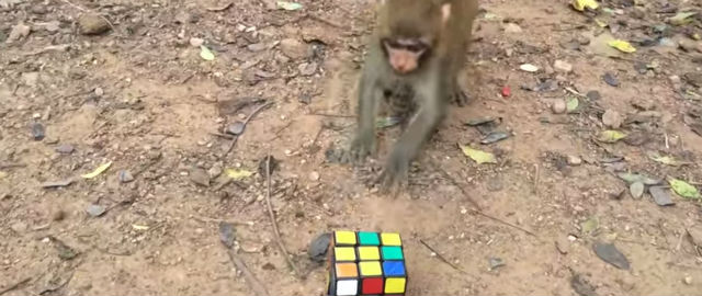 Imagem do macaco resolvendo um cubo 3x3x3